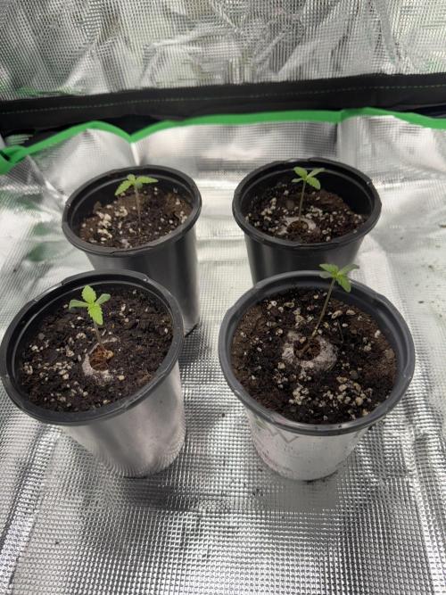 Pineapple Poison #1. Week 1 - 5 days old.