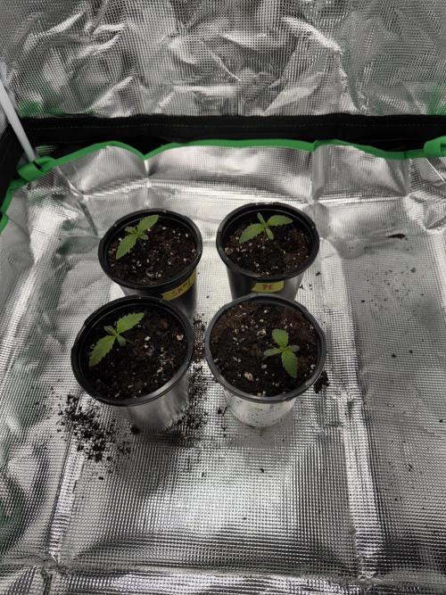 Pineapple Poison #1. Week 1 - 1 Pineapple Express looking a little weak.