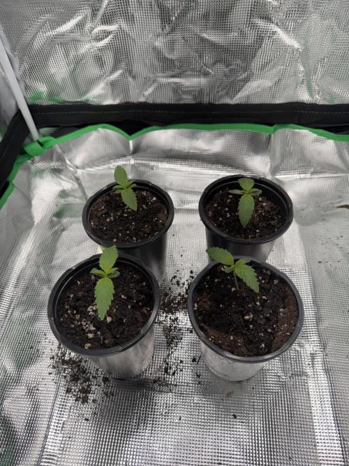Pineapple Poison #1. Week 1 - Last day of week 1.