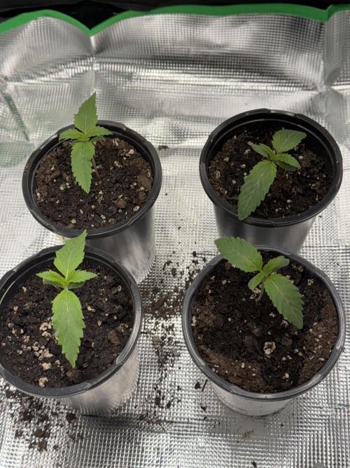 Pineapple Poison #1. Week 2