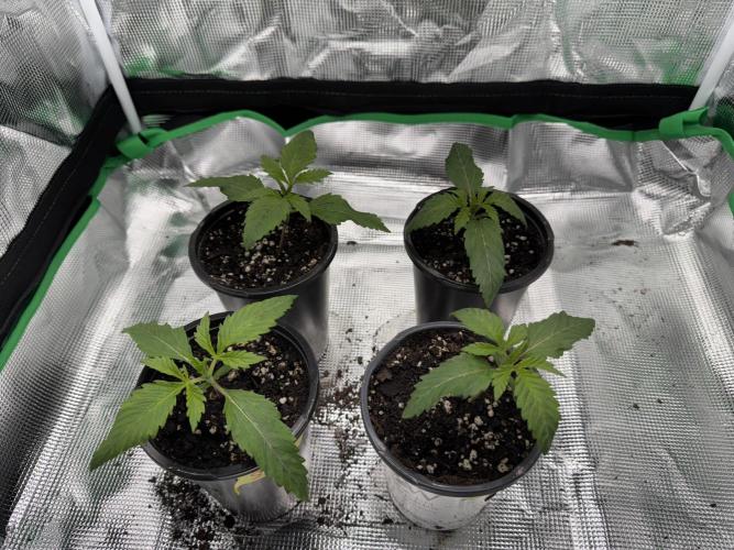 Pineapple Poison #1. Week 2