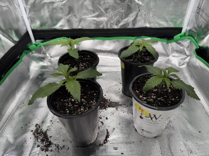 Pineapple Poison #1. Week 2