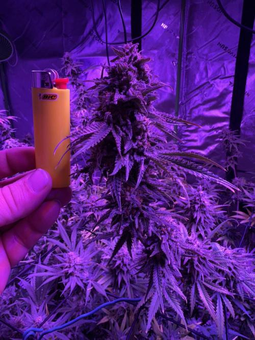 Future Clone. Week 11 - A