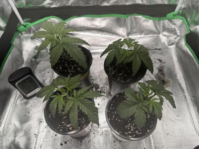 Pineapple Poison #1. Week 3