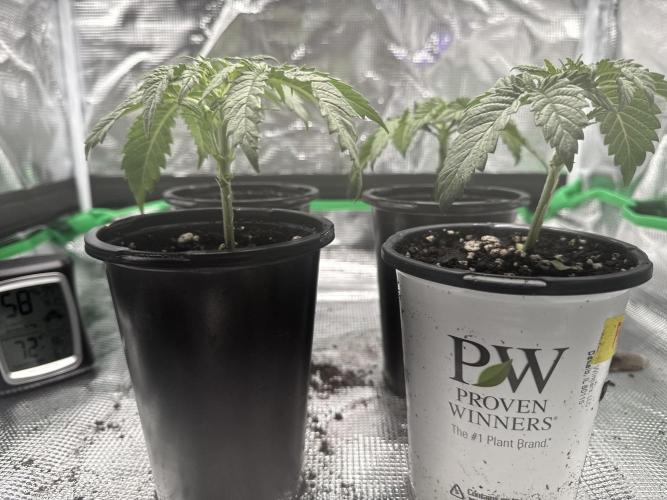 Pineapple Poison #1. Week 3