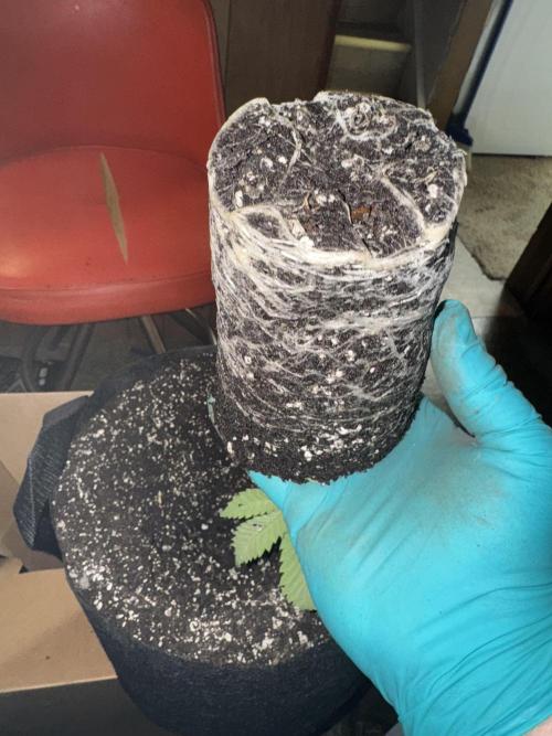 Pineapple Poison #1. Week 3