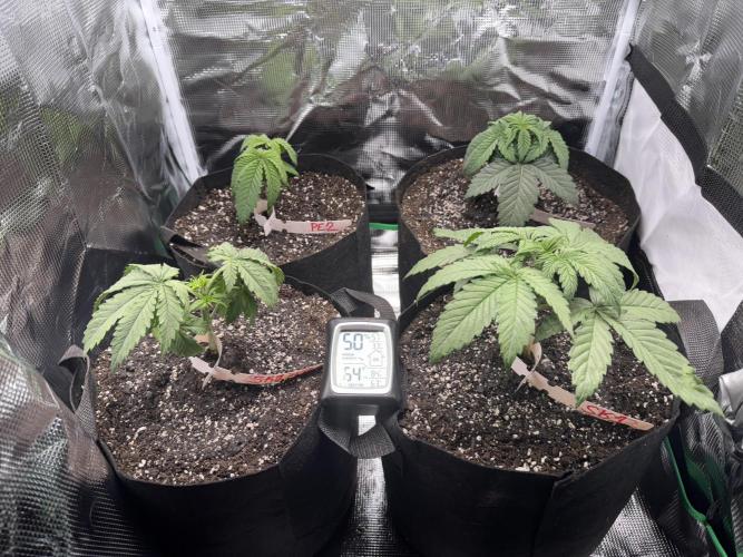 Pineapple Poison #1. Week 3