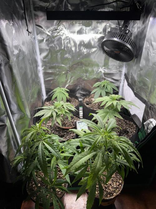 Pineapple Poison #1. Week 3 - x2 Pineapple Express 
x2 Skunk #1
+x2 Durban Poison Clones