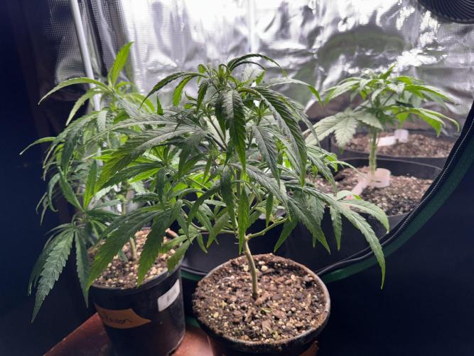 Pineapple Poison #1. Week 3