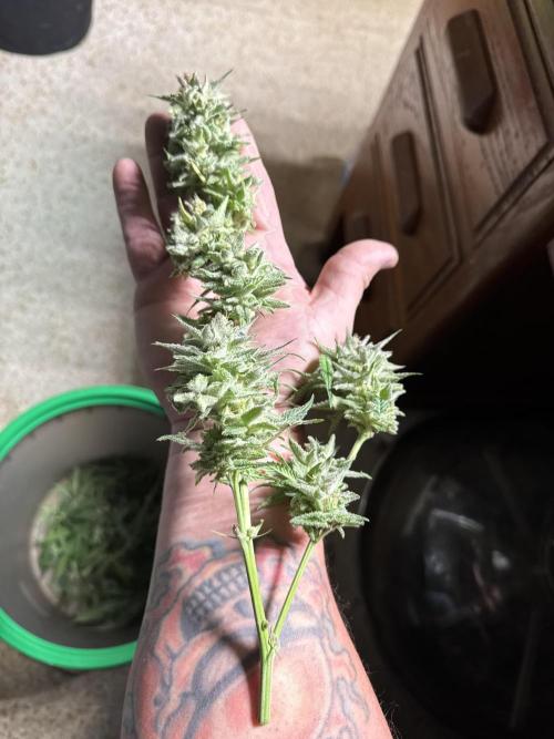 Future Clone. Week 12