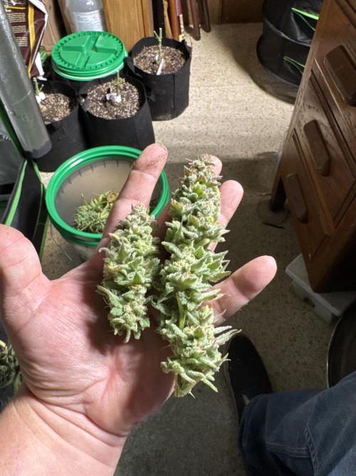 Future Clone. Week 12