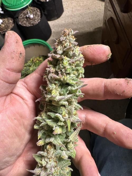 Future Clone. Week 12