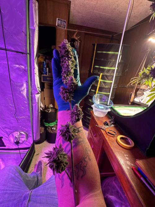 Future Clone. Week 12