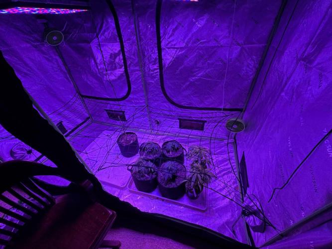 Pineapple Poison #1. Week 3 - Into the big tent on day 23.