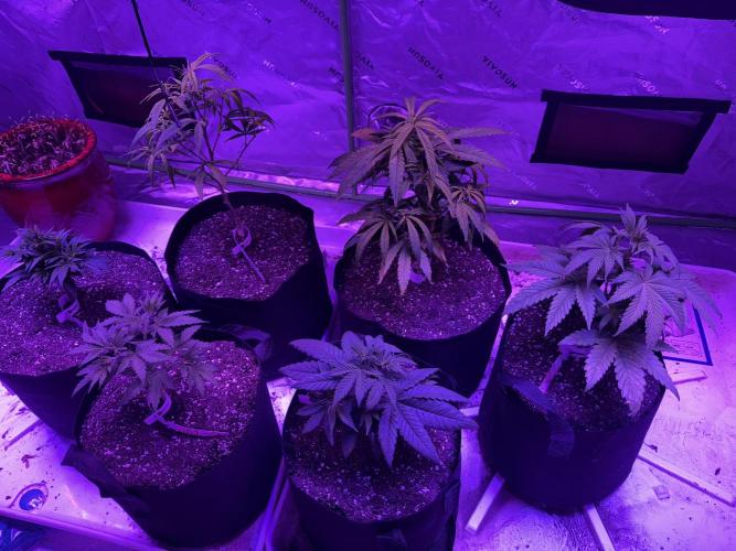 Pineapple Poison #1. Week 4 - Day 27