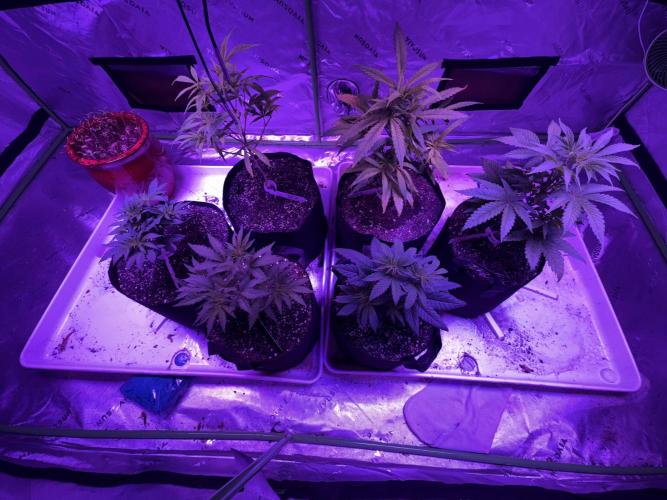 Pineapple Poison #1. Week 4 - Day 28