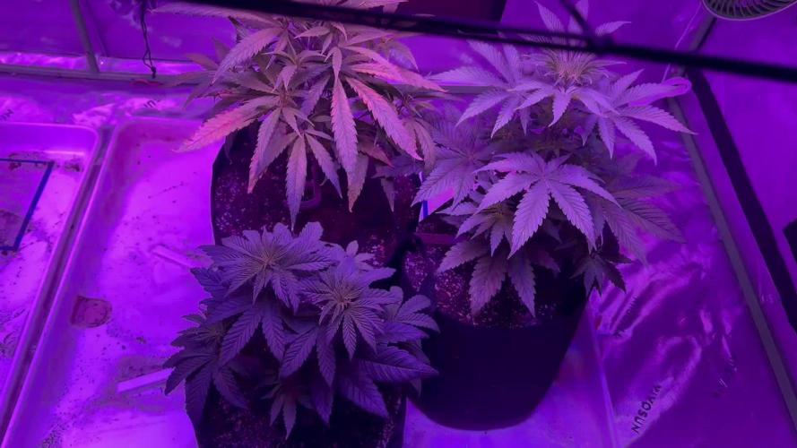 Pineapple Poison #1