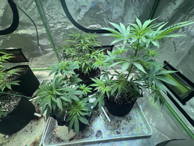 Pineapple Poison #1. Week 5 - Day 36