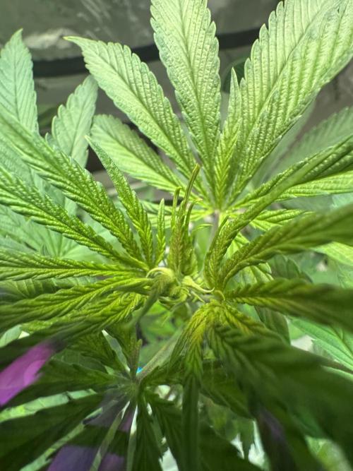 Pineapple Poison #1. Week 5 - Day 36