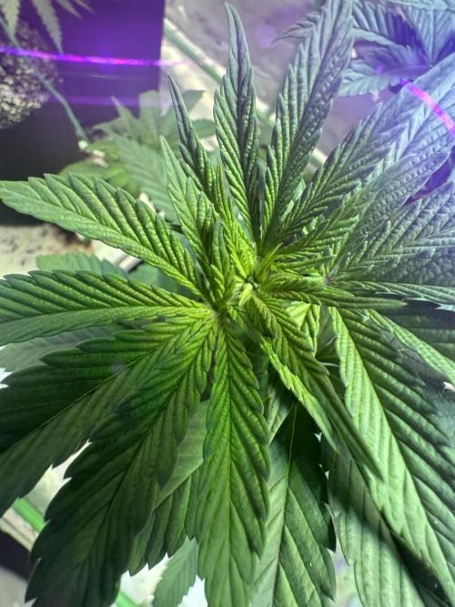 Pineapple Poison #1. Week 5 - Day 36