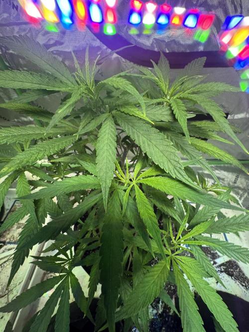 Pineapple Poison #1. Week 5 - Day 36