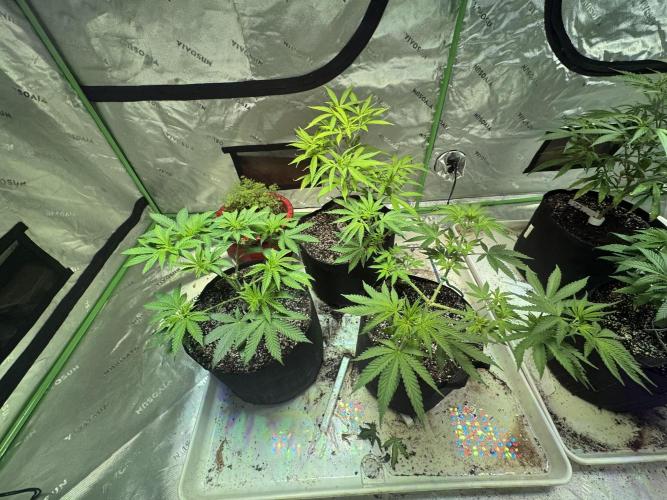 Pineapple Poison #1. Week 5 - Day 36