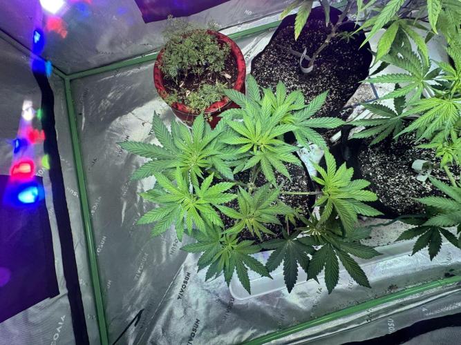 Pineapple Poison #1. Week 5 - Day 36