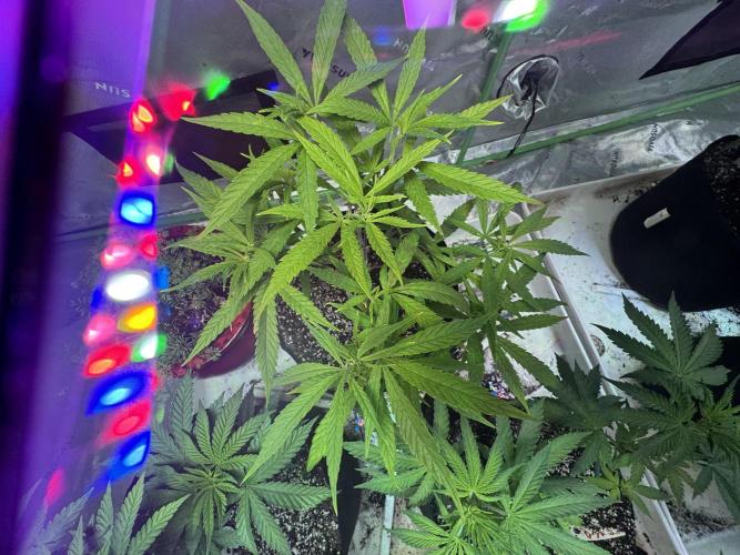 Pineapple Poison #1. Week 5 - Day 36