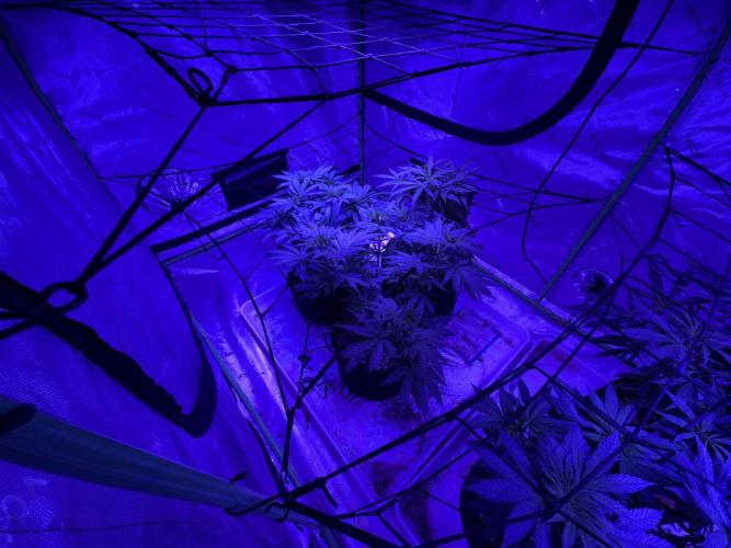 Pineapple Poison #1. Week 5 - Day 40