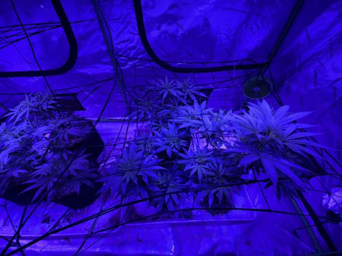 Pineapple Poison #1. Week 5 - Day 40