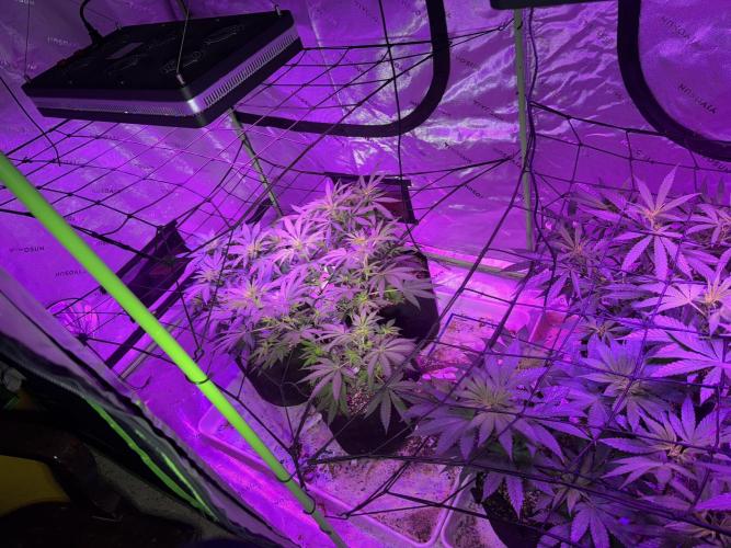 Pineapple Poison #1. Week 6 - Day 42