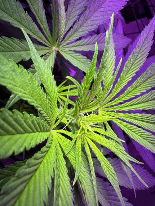 Pineapple Poison #1. Week 6 - Day 42