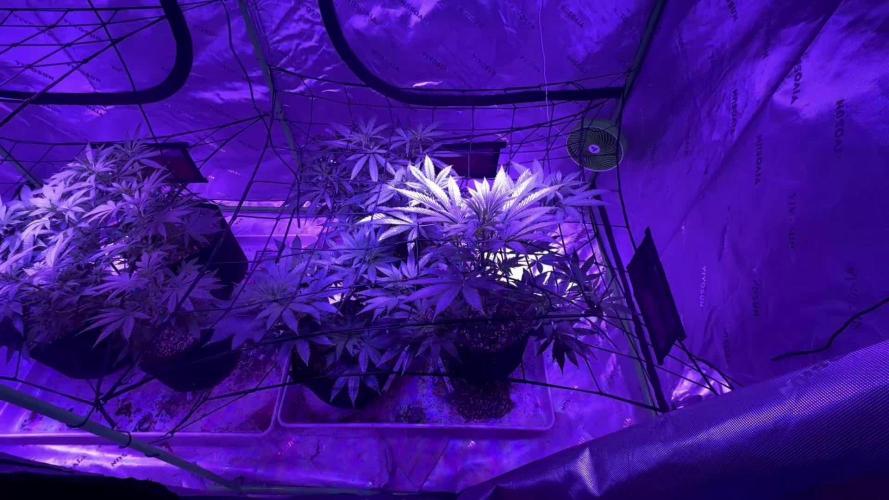 Pineapple Poison #1