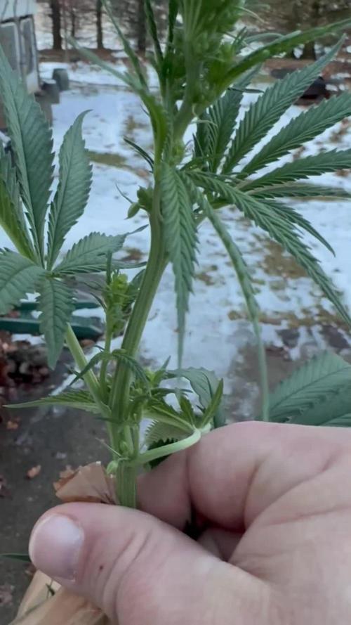 Pineapple Poison #1