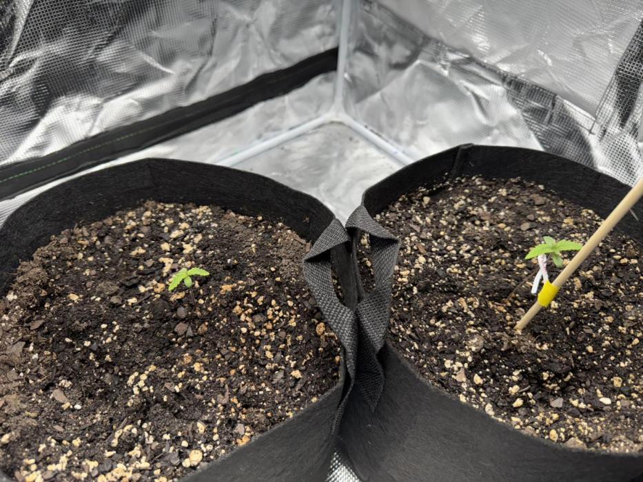 Guava Auto. Week 1 - A little support.