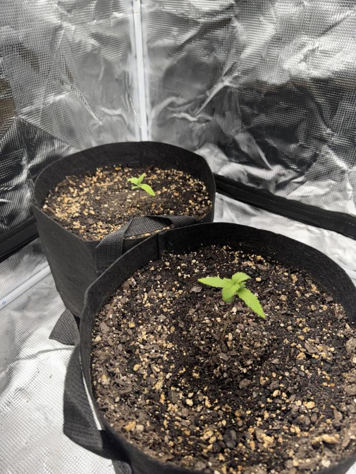 Guava Auto. Week 2 - Day 12, stake no longer needed!