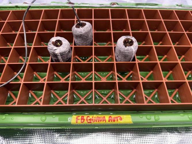 Guava Auto. Week 0 - Birthday on 01/06/2026.