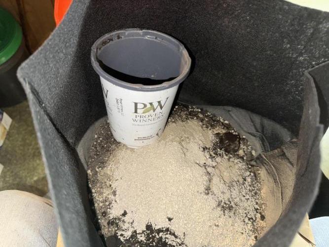 Pineapple Poison #1. Week 3