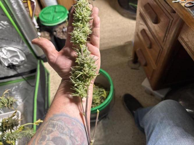 Future Clone. Week 12