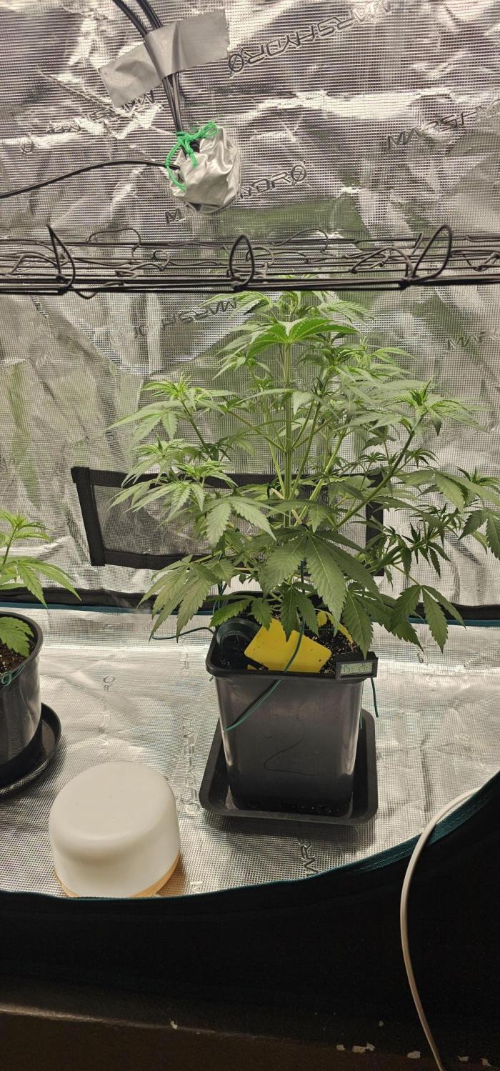 Mimosa Zkittlez. Week 1 - This is my 1st plant and start of growing ^^ :)