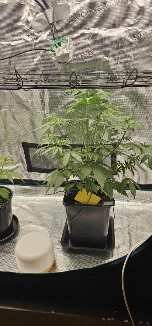 Mimosa first ever grow. Week 1 - Very happy with grow till now,next mimosa ready to fallow ^^ :)