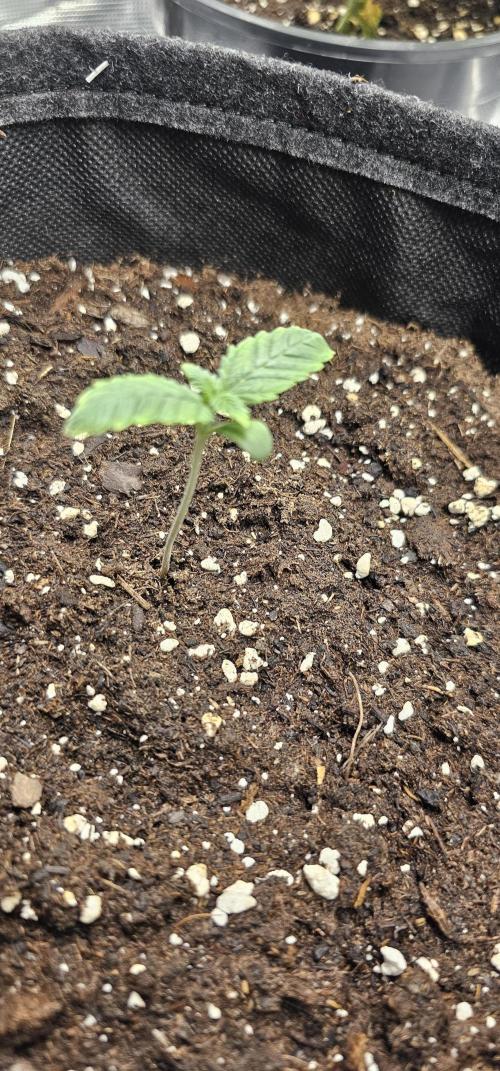 Bloody Skunk. Week 1