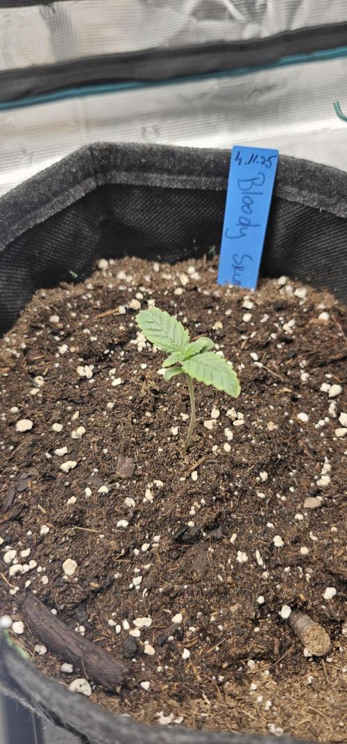 Bloody Skunk. Week 1