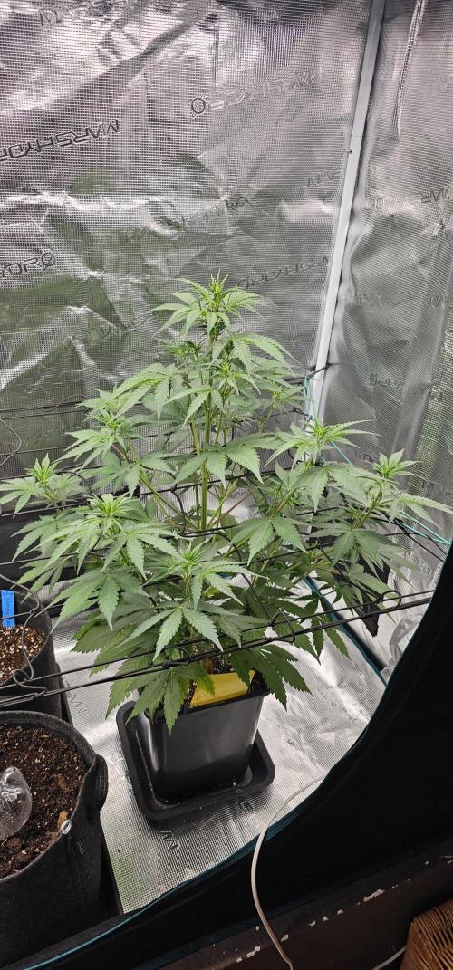 Mimosa first ever grow. Week 2