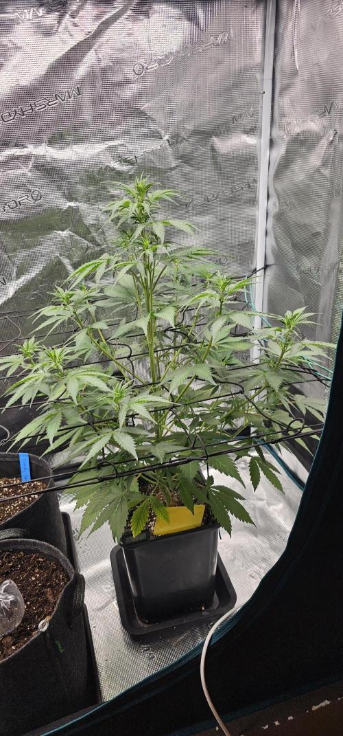 Mimosa first ever grow. Week 2