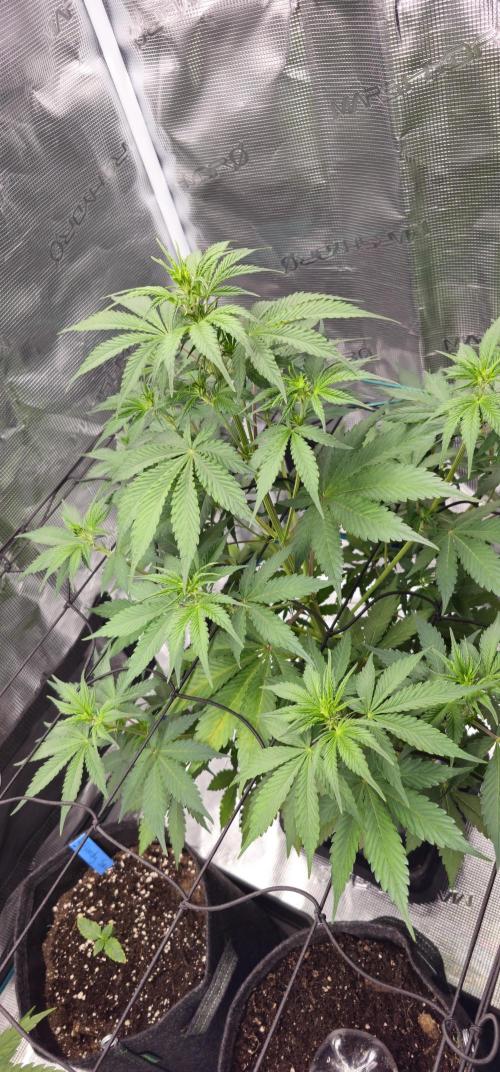 Mimosa first ever grow. Week 2