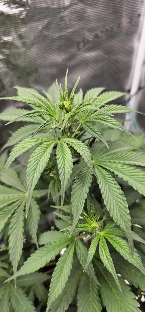 Mimosa first ever grow. Week 2