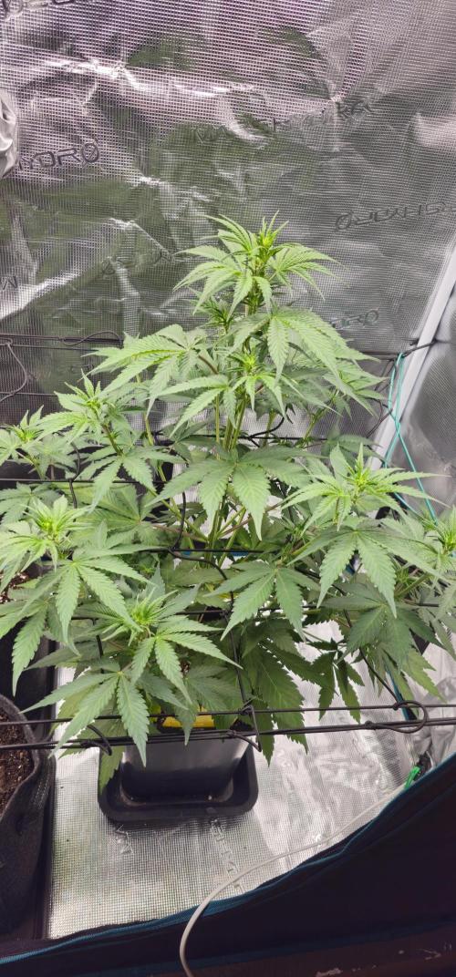 Mimosa first ever grow. Week 2