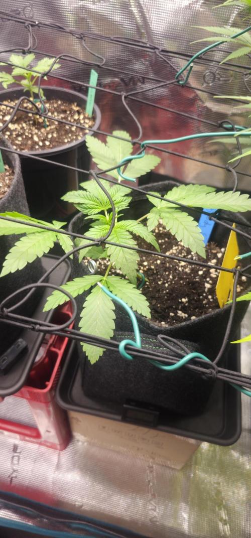 Bloody Skunk. Week 2