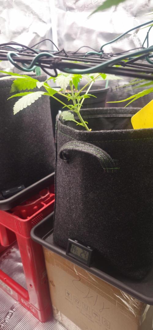 Bloody Skunk. Week 2